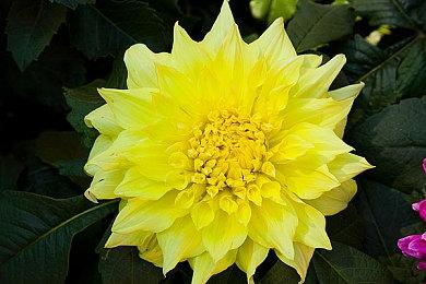 EA收购TRACAB追踪技术打造更精准的体育游戏体验